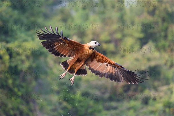 Black-collared Hawk (Busarellus nigricollis)