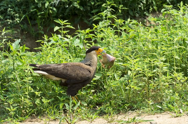 Southern Crested Caracara (Caracara plancus)