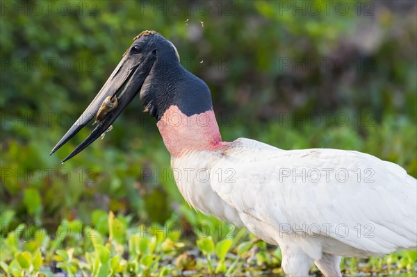 Jabiru (Jabiru mycteria)