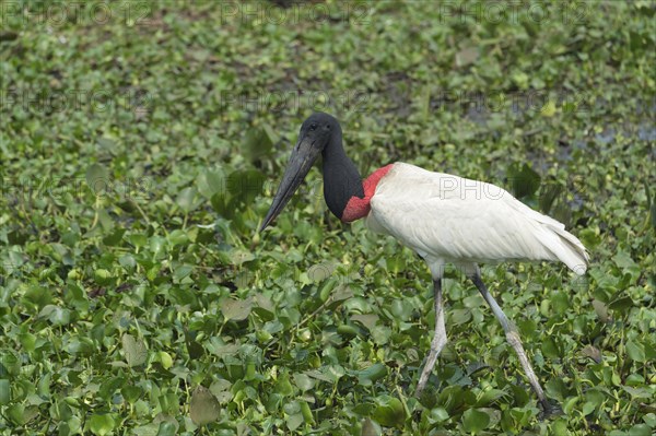 Jabiru (Jabiru mycteria)