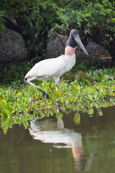 Jabiru (Jabiru mycteria)