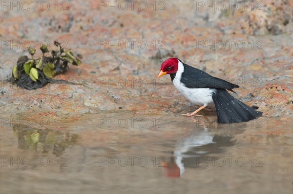 Yellow-billed Cardinal (Paroaria capitata)