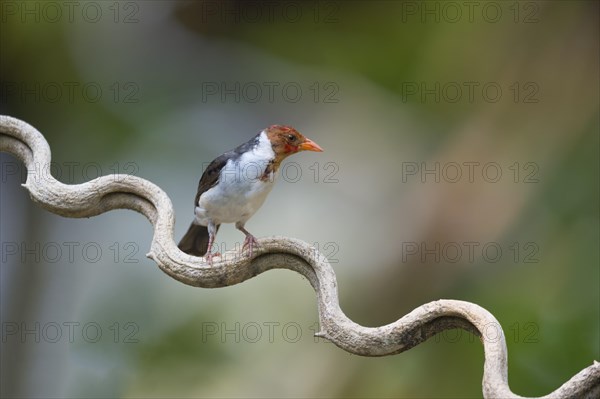 Yellow-billed Cardinal (Paroaria capitata)