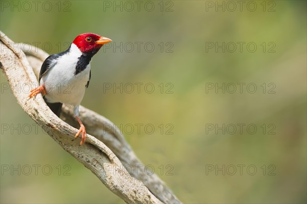 Yellow-billed Cardinal (Paroaria capitata)