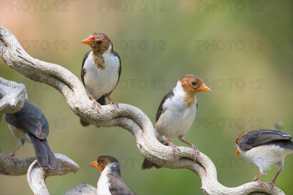 Yellow-billed Cardinals (Paroaria capitata)