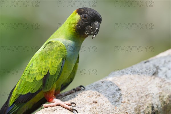 Black-hooded Parakeet