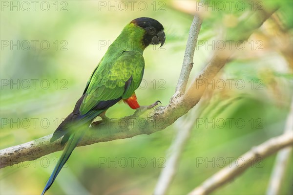 Black-hooded Parakeet