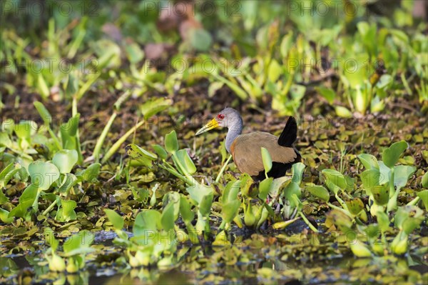 Grey-necked Wood-Rail (Aramides cajaneus) between Water Hyacinth (Eichhornia crassipes)