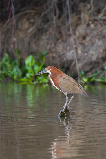 Rufescent Tiger-Heron (Tigrisoma lineatum)