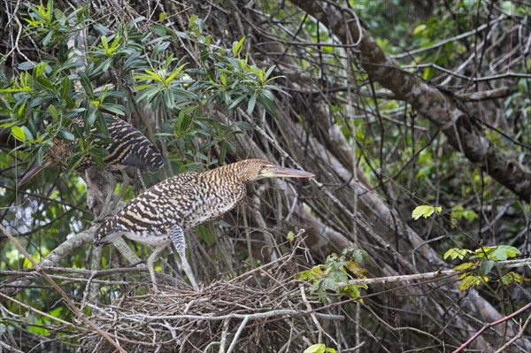 Immature Rufescent Tiger-Herons (Tigrisoma lineatum)