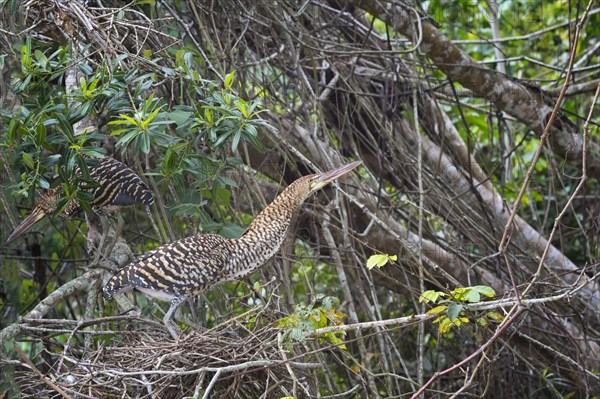 Immature Rufescent Tiger-Herons (Tigrisoma lineatum)