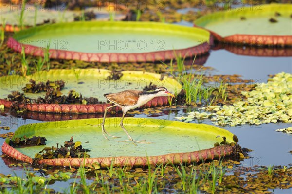 Immature Wattled Jacana (Jacana jacana) walking on a Victoria-Lily