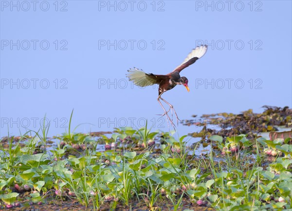 Wattled Jacana (Jacana jacana)