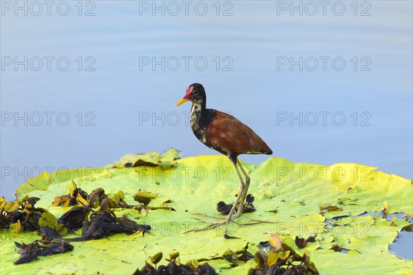 Wattled Jacana (Jacana jacana)