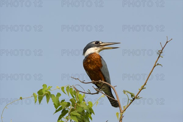 Ringed Kingfisher (Megaceryle torquata)