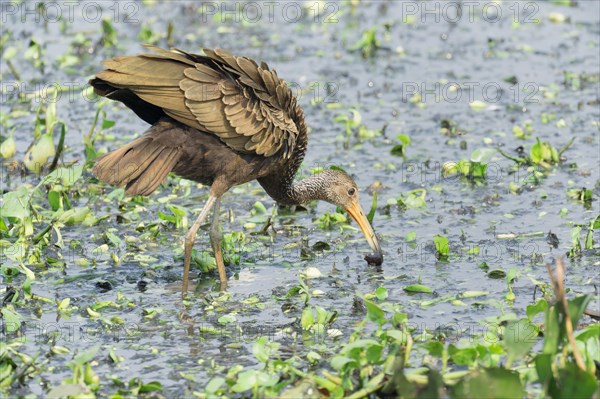 Limpkin (Aramus guarauna) feeding on snail