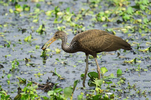 Limpkin (Aramus guarauna) feeding on snail