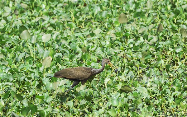 Limpkin (Aramus guarauna) feeding on snail