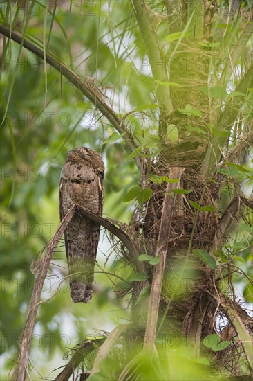 Grey Potoo or Common Potoo (Nyctibius griseus)