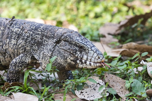 Argentine Black and White Tegu (Tupinambis merianae)