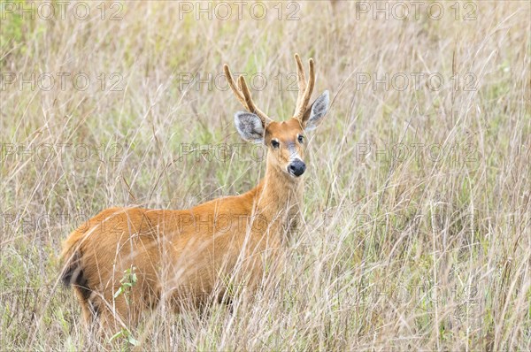 Marsh Deer (Blastocerus dichotomus)