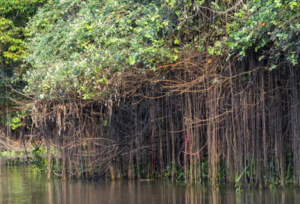 Cuiaba river