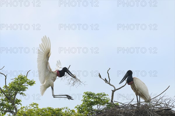 Jabiru (Jabiru mycteria) in flight over its nest