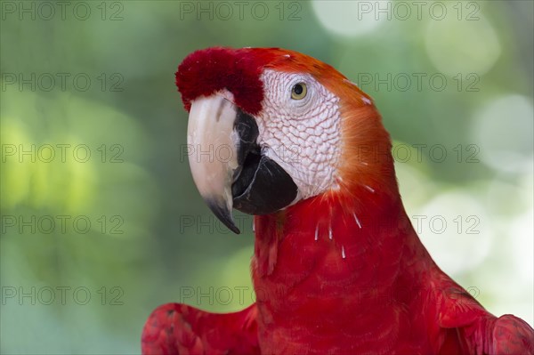 Scarlet Macaw (Ara macao)