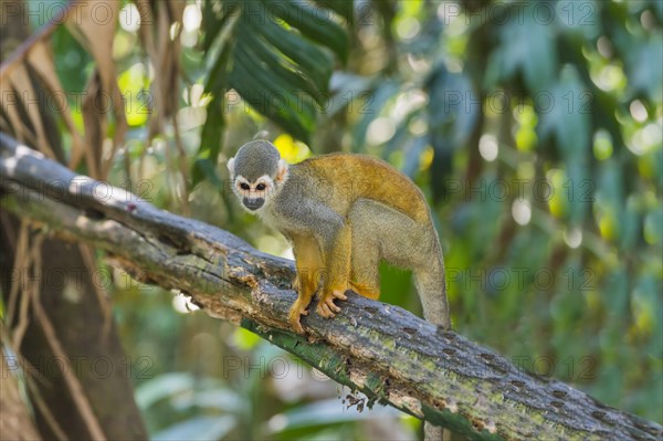 Squirrel Monkey (Saimiri sciureus)