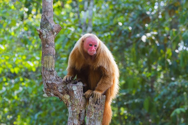 Red Bald-headed Uakari