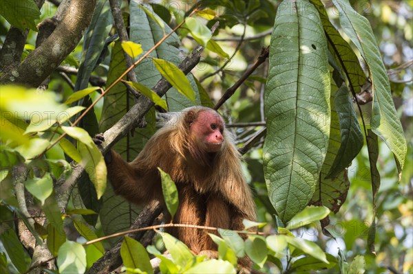 Red Bald-headed Uakari