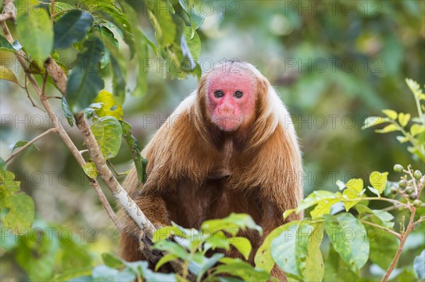 Red Bald-headed Uakari