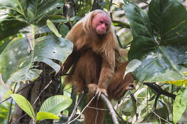 Red Bald-headed Uakari