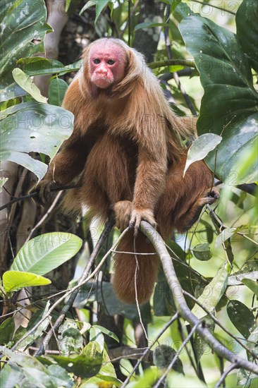 Red Bald-headed Uakari