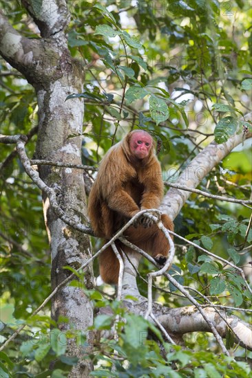 Red Bald-headed Uakari