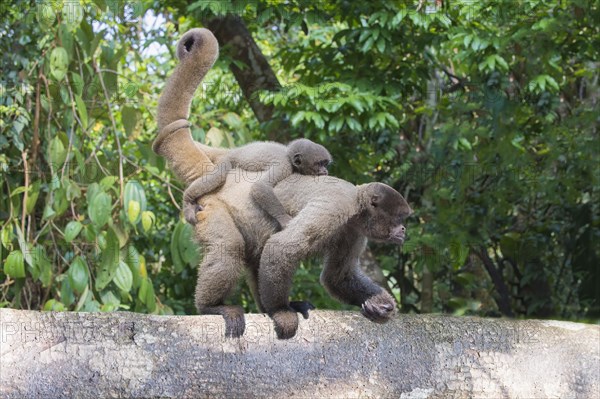 Brown Woolly Monkey or Humboldt's Woolly Monkey (Lagothrix lagotricha)