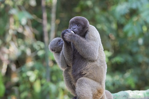 Brown Woolly Monkey or Humboldt's Woolly Monkey (Lagothrix lagotricha)