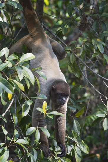 Brown Woolly Monkey or Humboldt's Woolly Monkey (Lagothrix lagotricha)