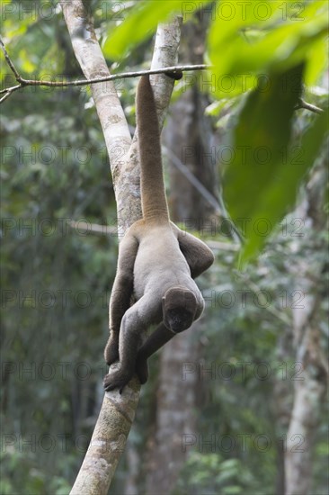 Brown Woolly Monkey or Humboldt's Woolly Monkey (Lagothrix lagotricha)