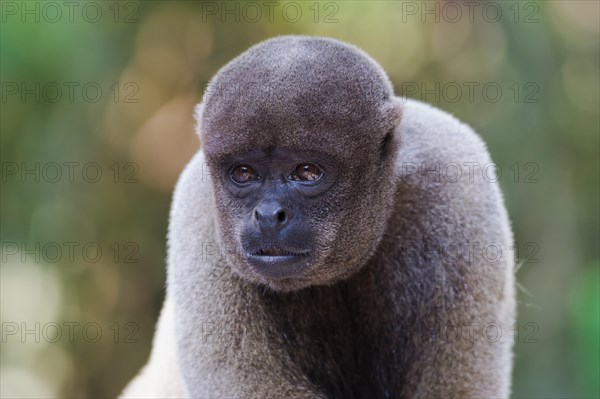 Brown Woolly Monkey or Humboldt's Woolly Monkey (Lagothrix lagotricha)