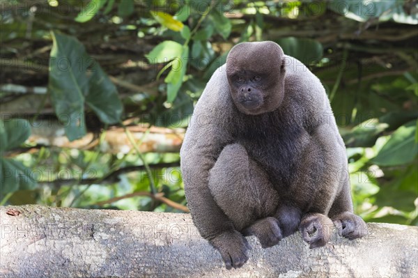 Brown Woolly Monkey or Humboldt's Woolly Monkey (Lagothrix lagotricha)