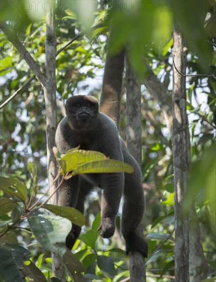 Brown Woolly Monkey or Humboldt's Woolly Monkey (Lagothrix lagotricha)