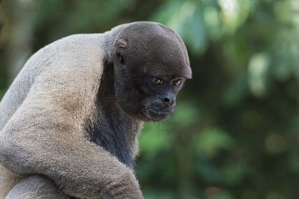 Brown Woolly Monkey or Humboldt's Woolly Monkey (Lagothrix lagotricha)