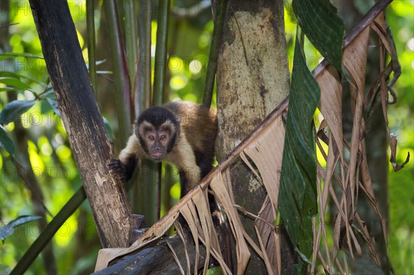 Tufted Capuchin