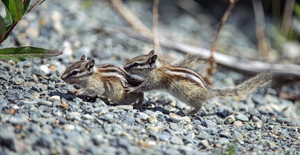 Least Chipmunk (Tamias minimus)