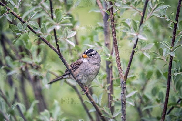 White-crowned Sparrow (Zonotrichia leucophrys)