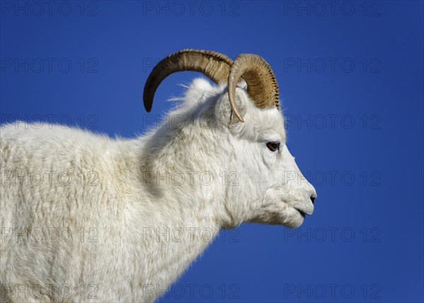 Dall Sheep (Ovis dalli)