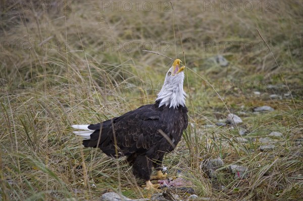 Bald Eagle (Haliaeetus leucocephalus)