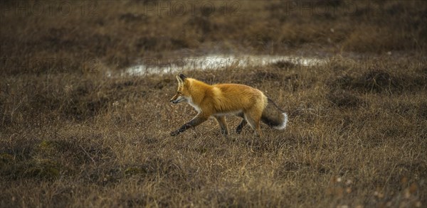Red Fox (Vulpes vulpes)