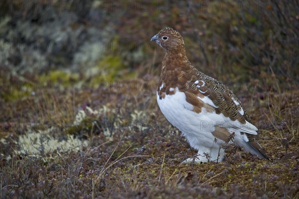 Willow Ptarmigan (Lagopus lagopus)